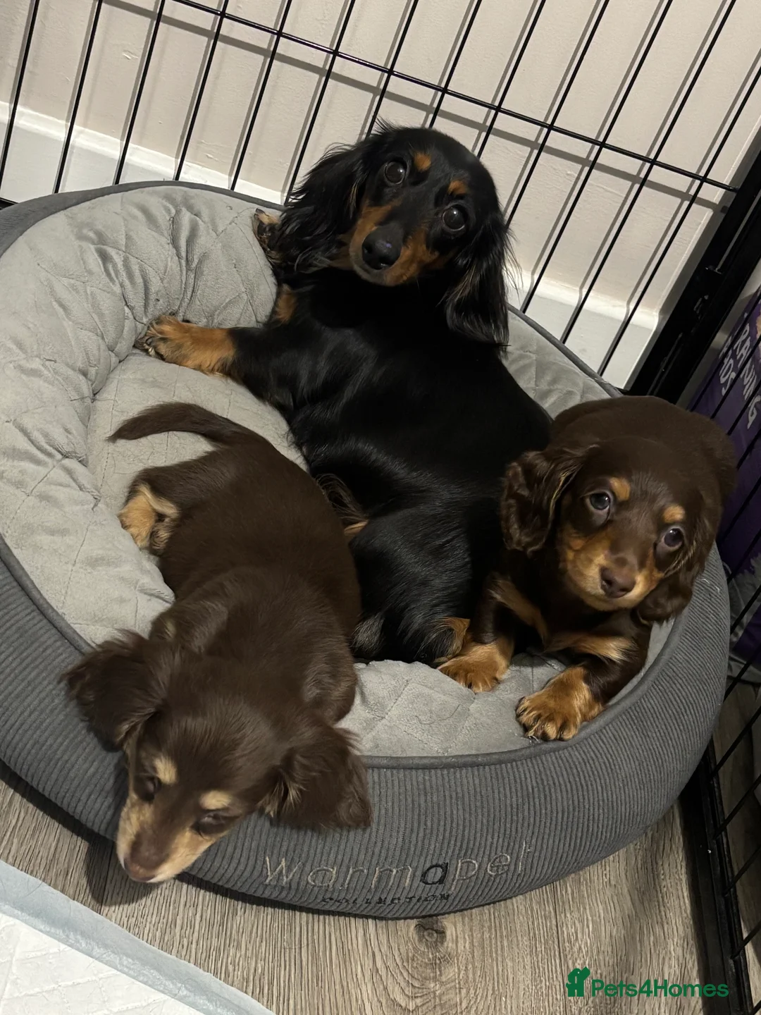 Dachshund dogs for sale: Male chocolate & tan miniature daschund   - Advert 2