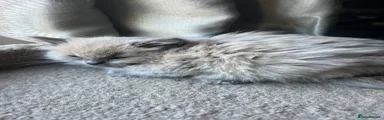 Ragdoll Kitten 4