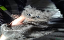 Nebelung cats for sale: Fluffy Grey Kittens for sale Cumbernauld - Image 2