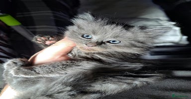 Nebelung cats - Advert 11