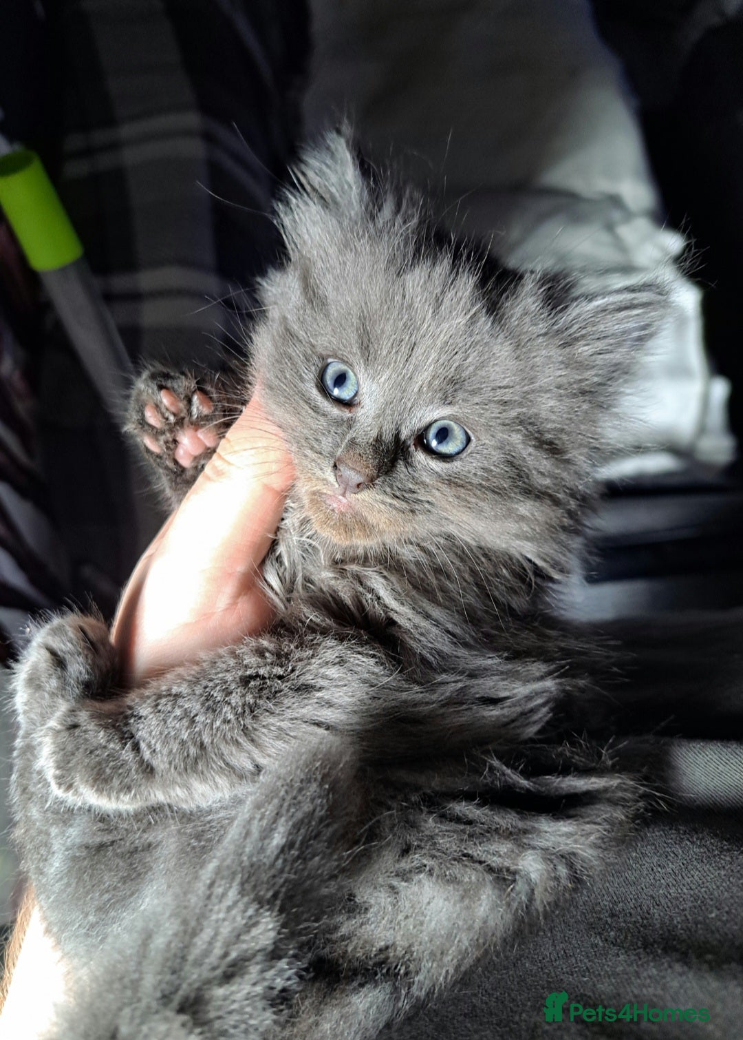 Nebelung cats for sale: Fluffy Grey Kittens for sale Cumbernauld - Image 2