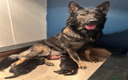 German Shepherd dogs for sale: Gorgeous Male German Shepherd Pup for Sale - Image 17