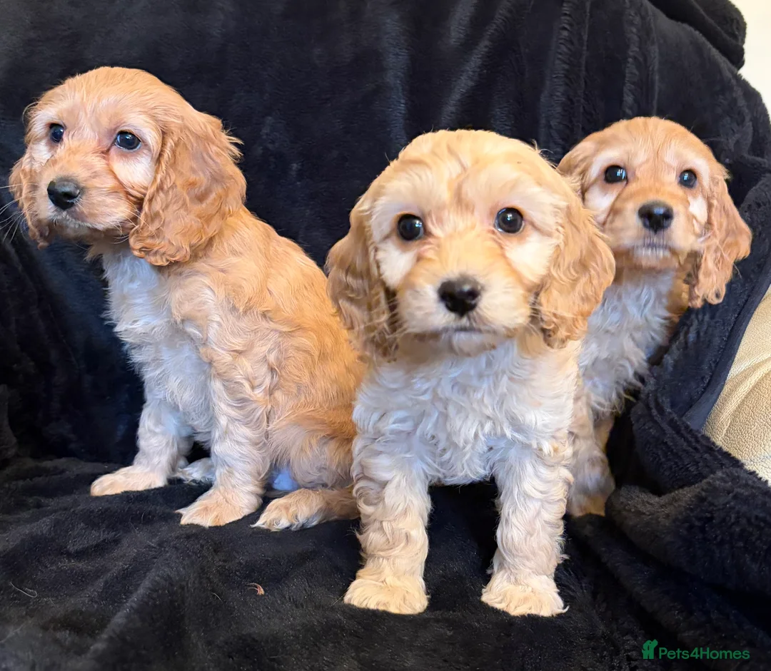 Cavapoo dogs for sale: Beautiful F1 Cavapoo Puppies  - Advert 5