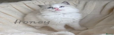 Honey