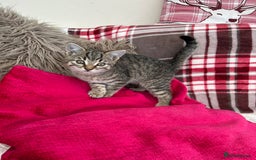 Mixed Breed cats for sale: 5 Gorgeous Tabby Kittens for sale. - Advert 3