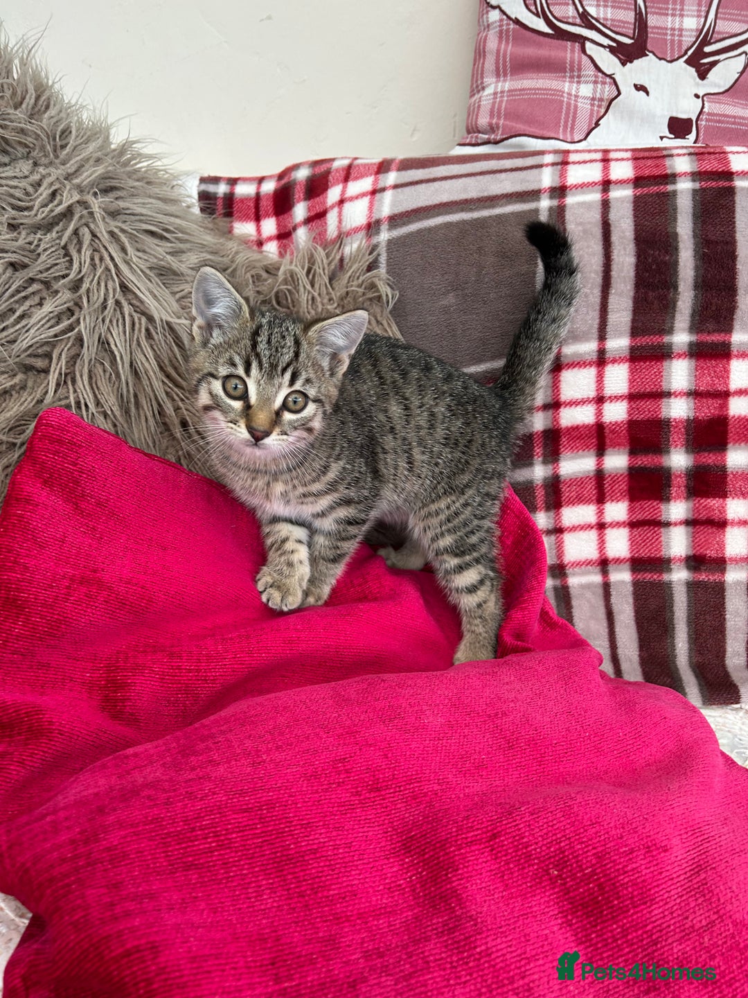 Mixed Breed cats for sale: 5 Gorgeous Tabby Kittens for sale. - Advert 3