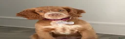 Cocker Spaniel dogs for sale: Lainey  - Advert 11