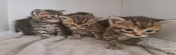 Mixed Breed cats for sale: 5 kittens for sale  - Advert 7