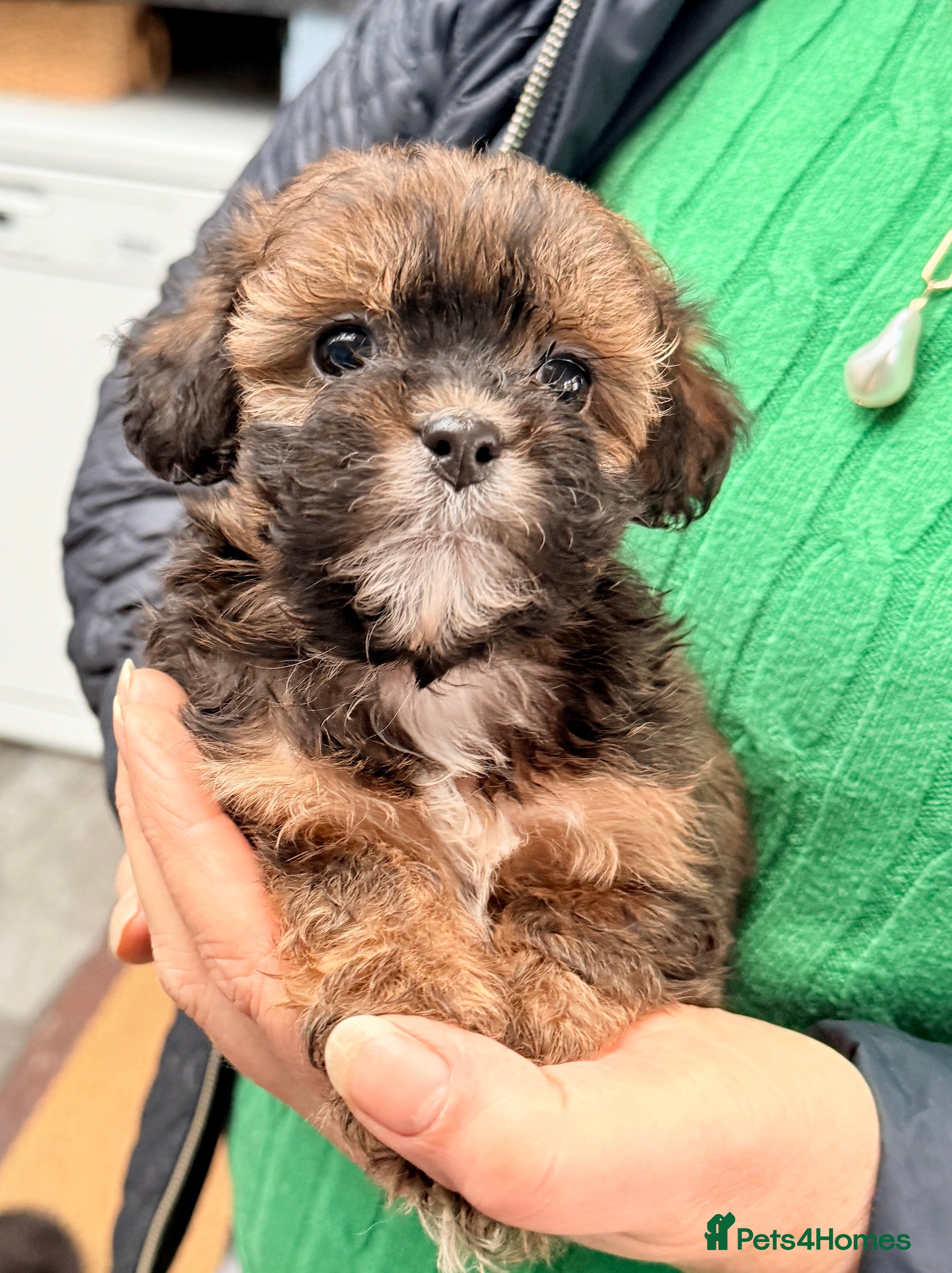 Shihpoo dogs Stunning Phantom Shihpoos! - Advert 1