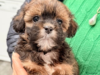 Shihpoo dogs Stunning Phantom Shihpoos! - Advert 4