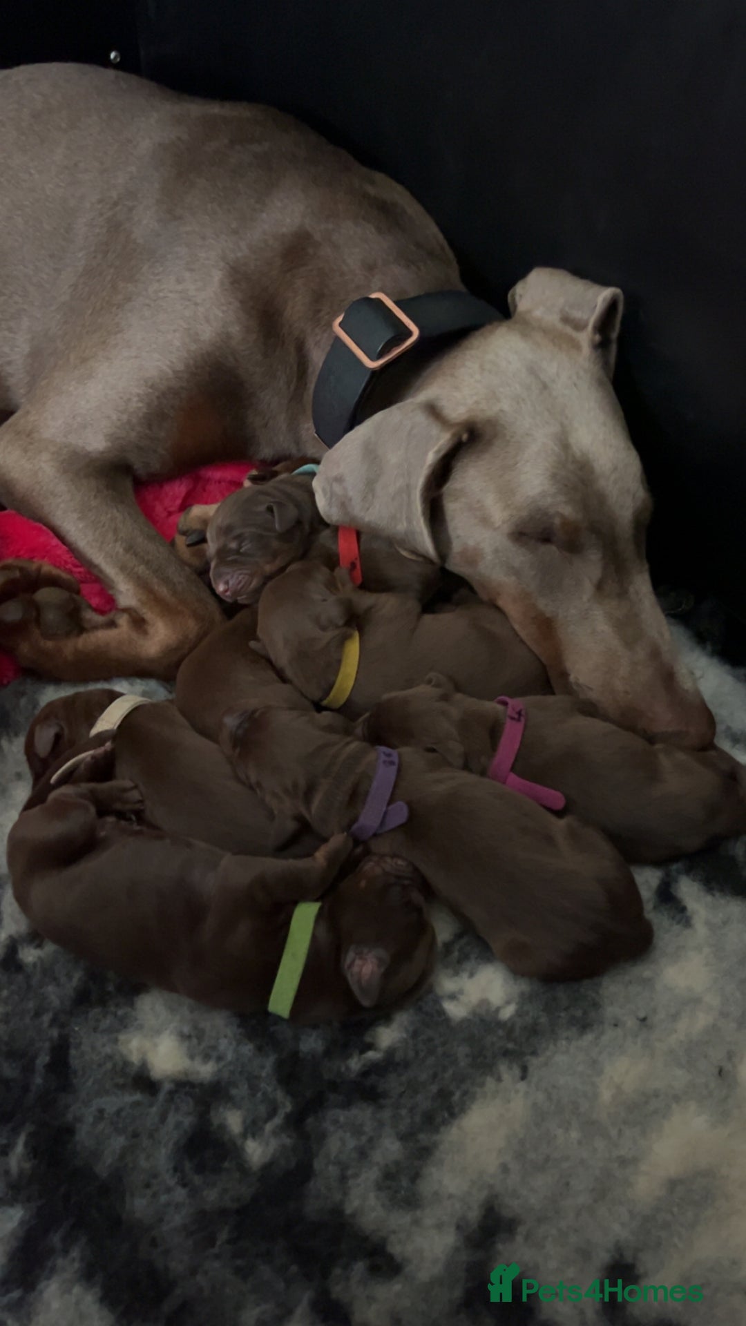 Dobermann dogs for sale: 12 stunning Doberman puppies - Image 2