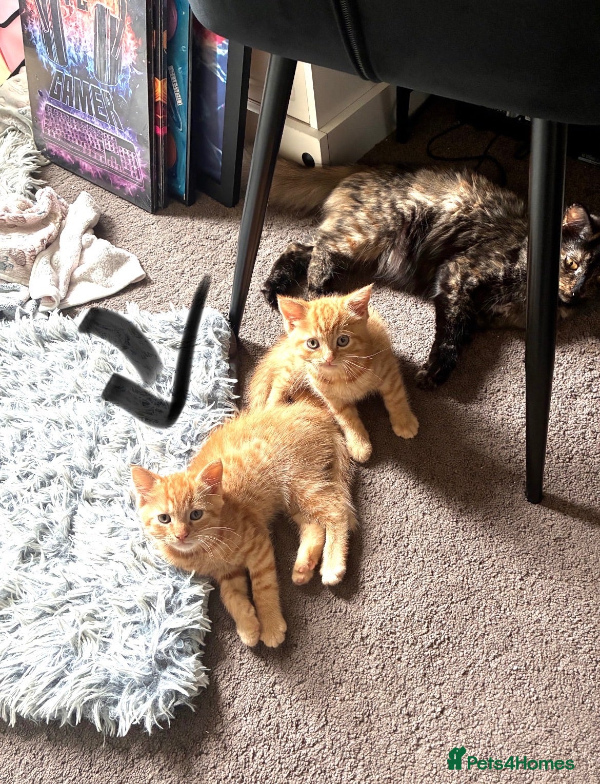 Domestic Shorthair cats Bernard  - Advert 1