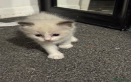 Ragdoll cats for sale: 2x Pair of Ragdol kittens Taunton local homes only - Image 2