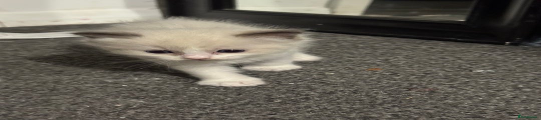 Ragdoll Kitten 1