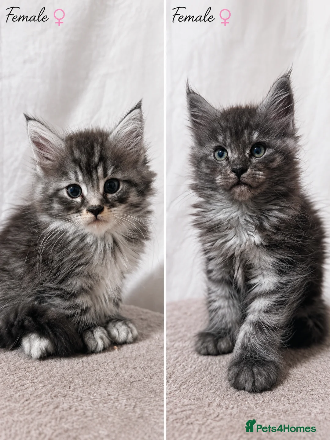 Maine Coon cats for sale: Maine Coon kittens - Advert 1