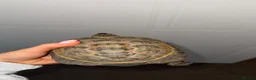 Tortoise reptiles for sale: Horsefield Tortoise  - Advert 5