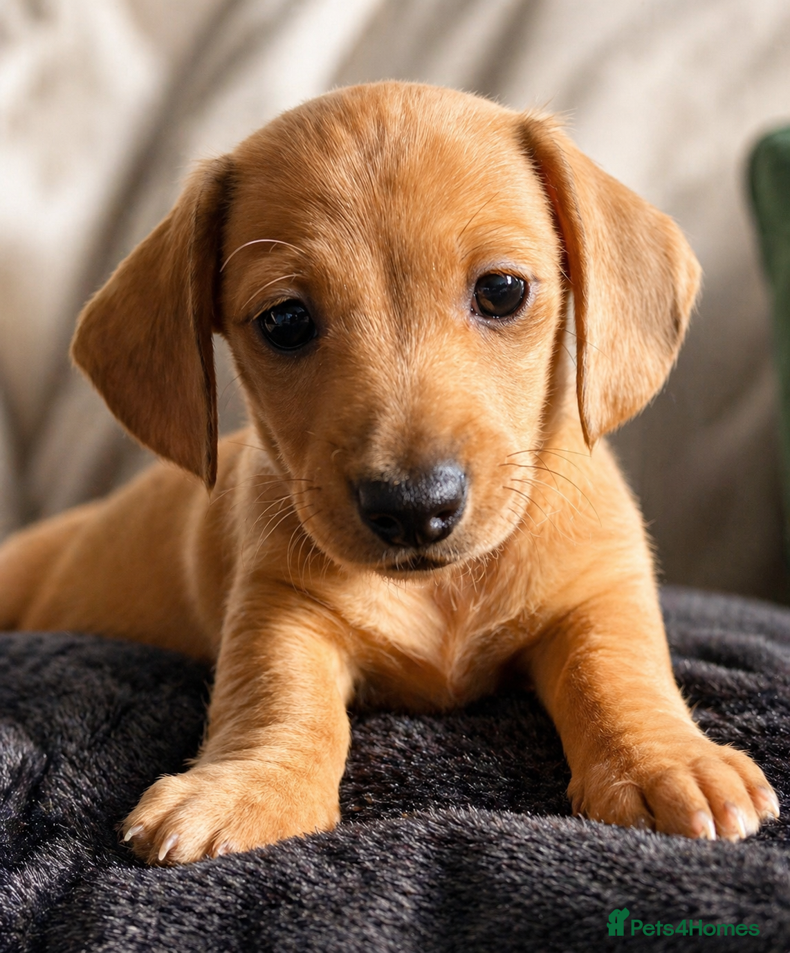 Miniature Dachshund dogs  Mini dachshund puppies- READY NOW 💙 - Advert 2
