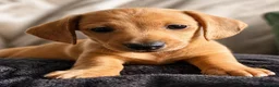 Miniature Dachshund dogs for sale:  Mini dachshund puppies- READY TUESDAY  - Advert 4