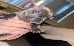 French Bulldog dogs for sale: French bulldog puppies - Advert 5