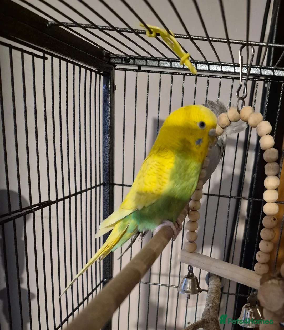 Budgerigars birds for sale: 2x female budgies ideally suited to aviary  - Advert 1