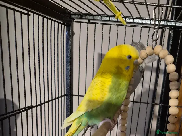 Budgerigars birds for sale: 2x female budgies ideally suited to aviary - Advert 2