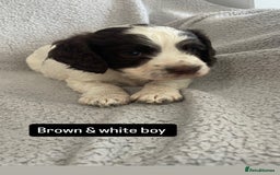 Cocker Spaniel dogs for sale: Gorgeous cocker spaniel puppies  - Image 8
