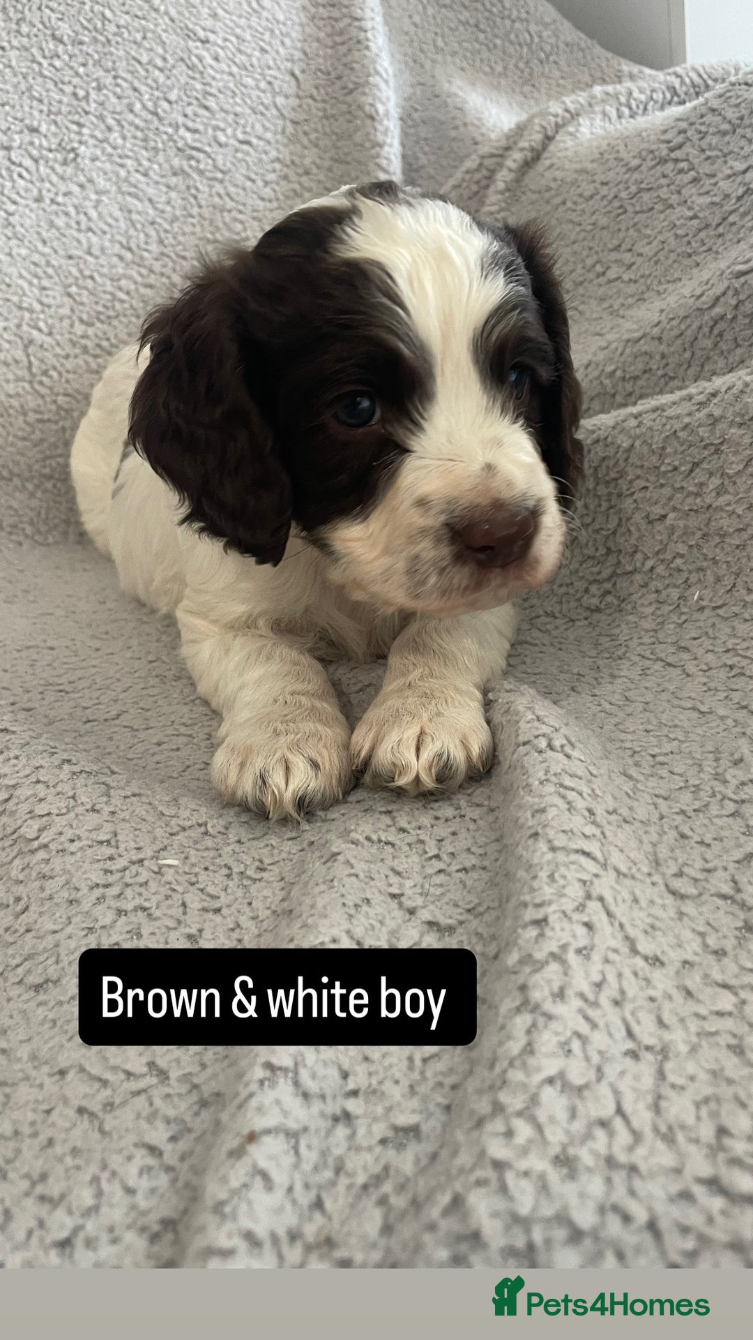 Cocker Spaniel dogs for sale: Gorgeous cocker spaniel puppies  - Image 8
