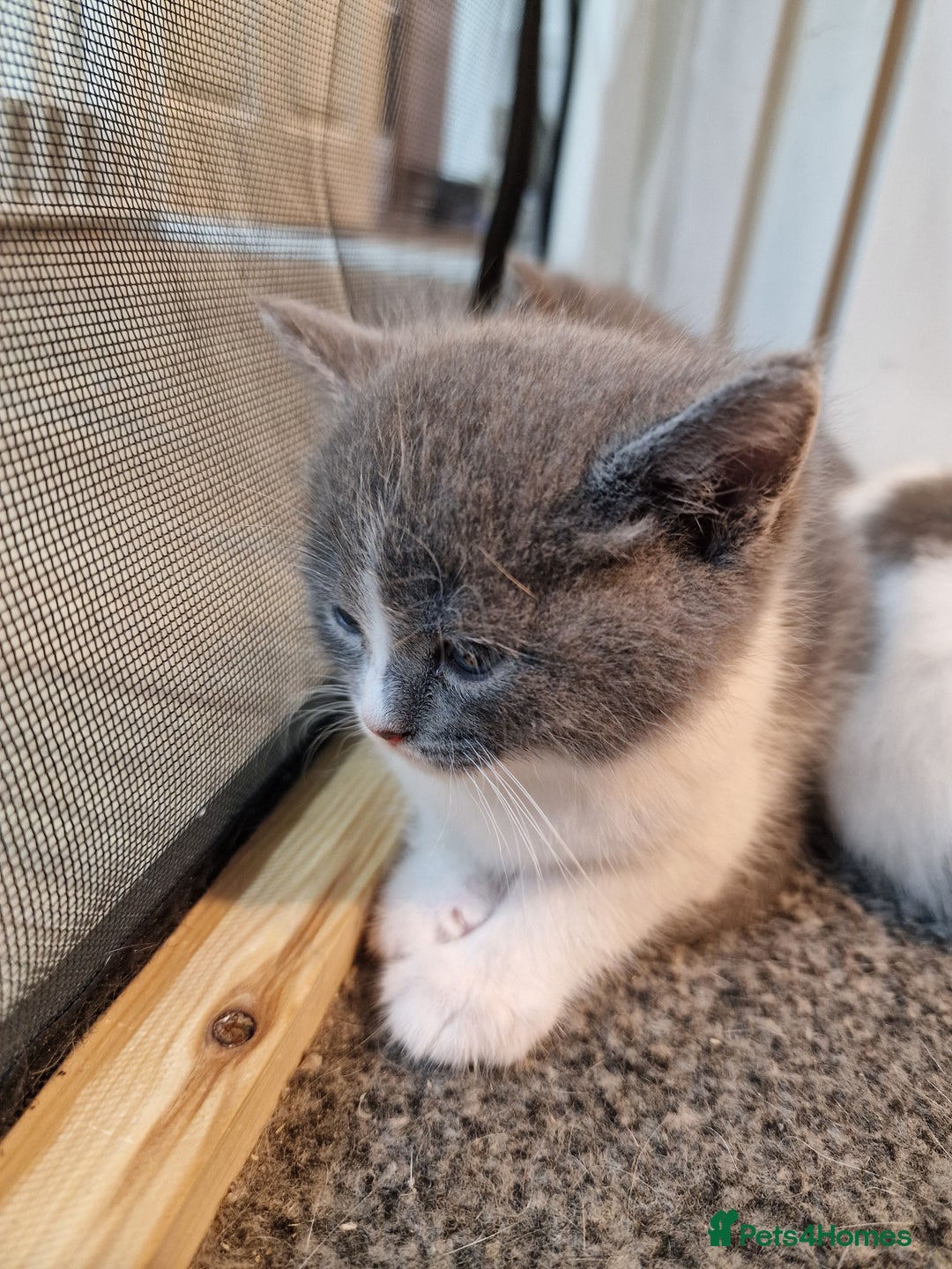 RagaMuffin cats for sale: 3 grey and white female kittens  - Image 15