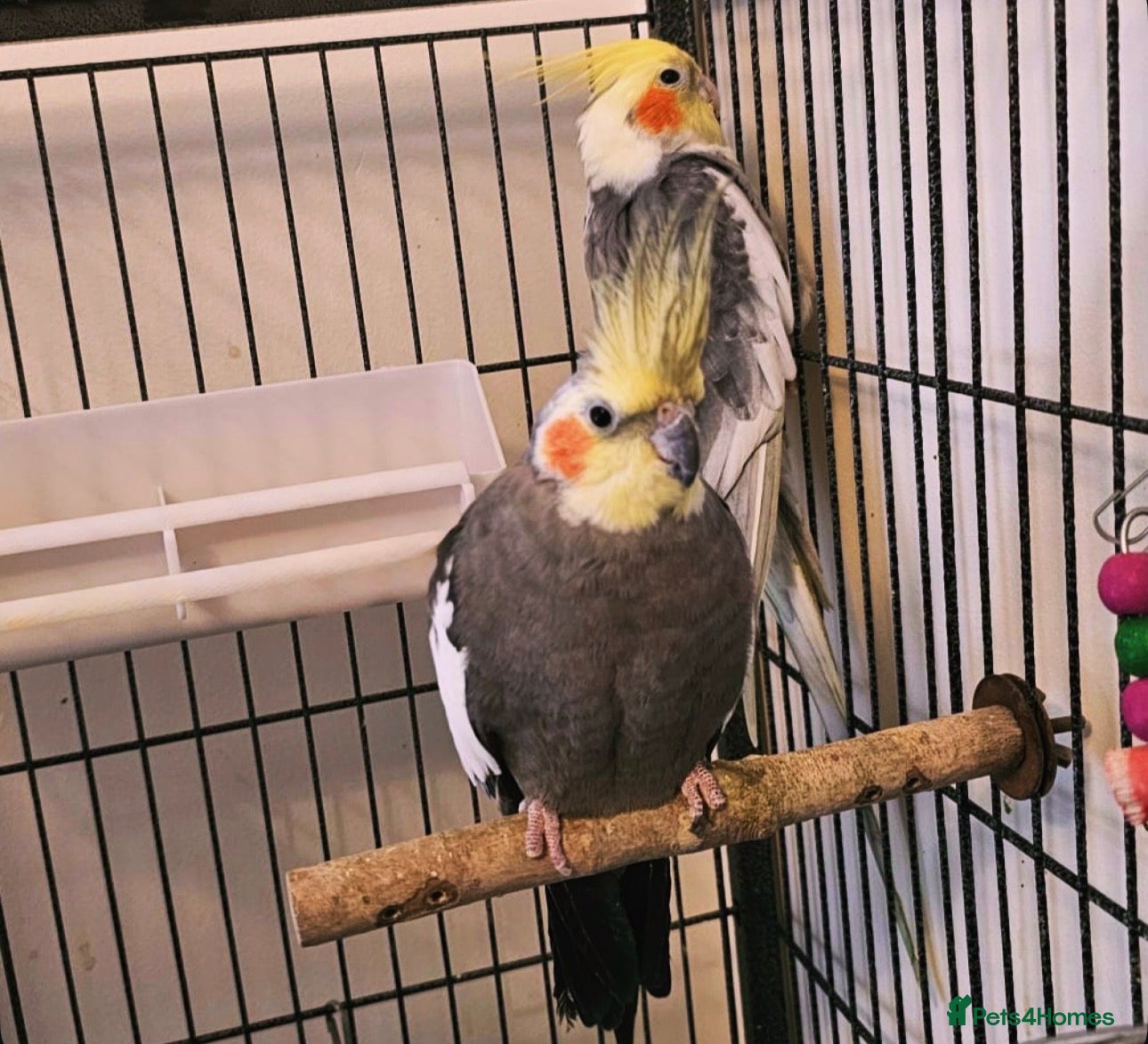 Mixed Breed birds Cockatiels and Budgies Available  in Whitehaven - Advert 16