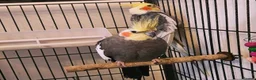 Mixed Breed birds for sale: Cockatiels and Budgies Available  in Whitehaven - Advert 1