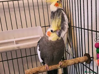 Mixed Breed birds Cockatiels and Budgies Available in Whitehaven - Advert 16