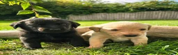 Labrador Retriever dogs for sale: *Beautiful kc, Dna clear labrador puppies* - Advert 5
