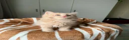Mixed Breed cats for sale: Fluffy kittens for sale  - Advert 3