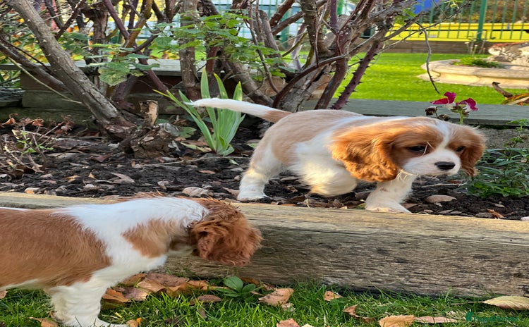 Cavalier King Charles Spaniel dogs - Advert 11