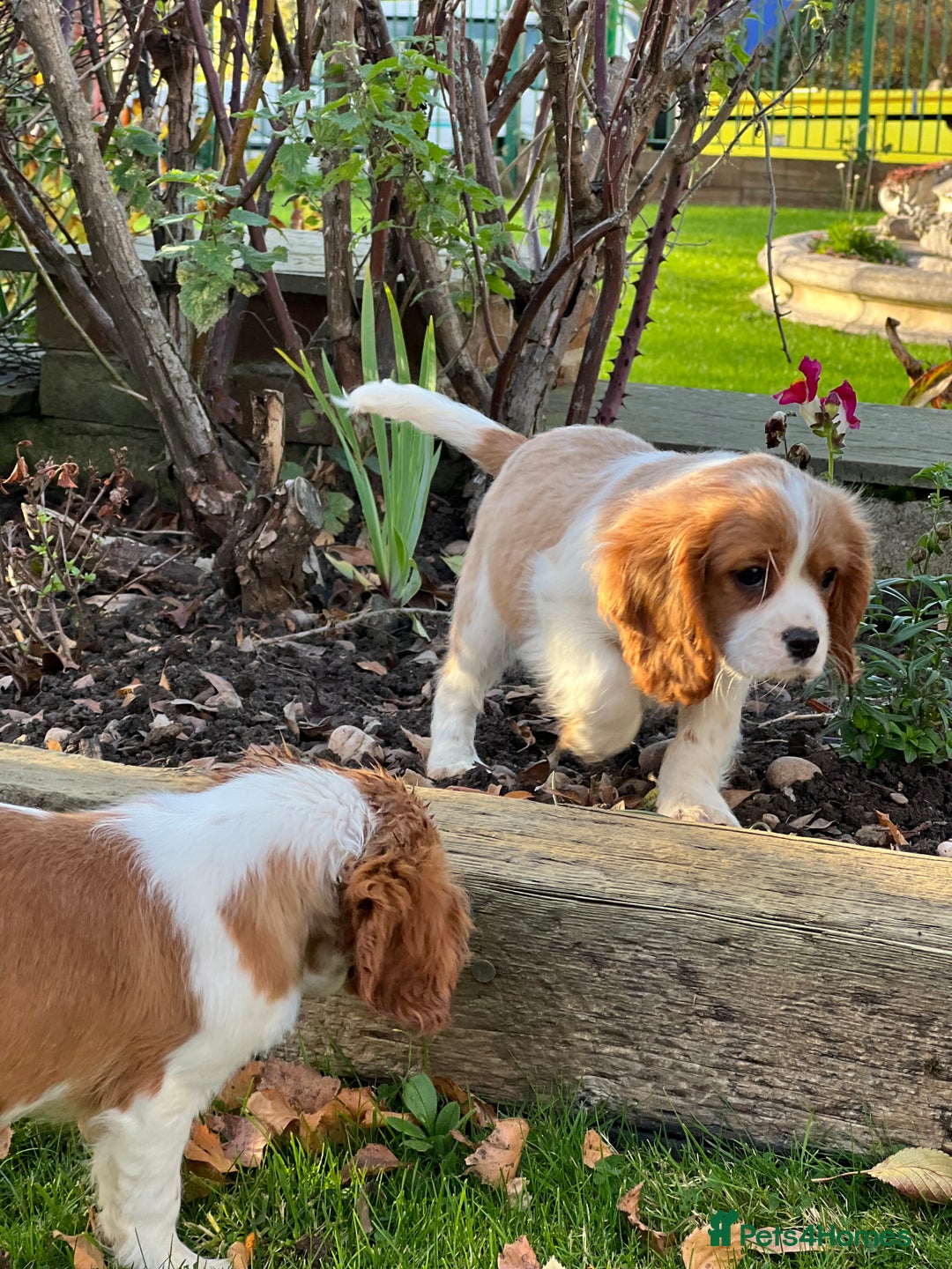 Cavalier King Charles Spaniel dogs for sale: Last 2 boy King Charles cavaliers  - Image 1