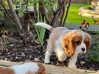 Cavalier King Charles Spaniel dogs - Advert 1