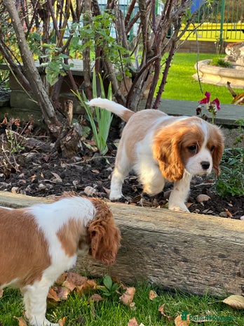 Cavalier King Charles Spaniel dogs - Advert 2