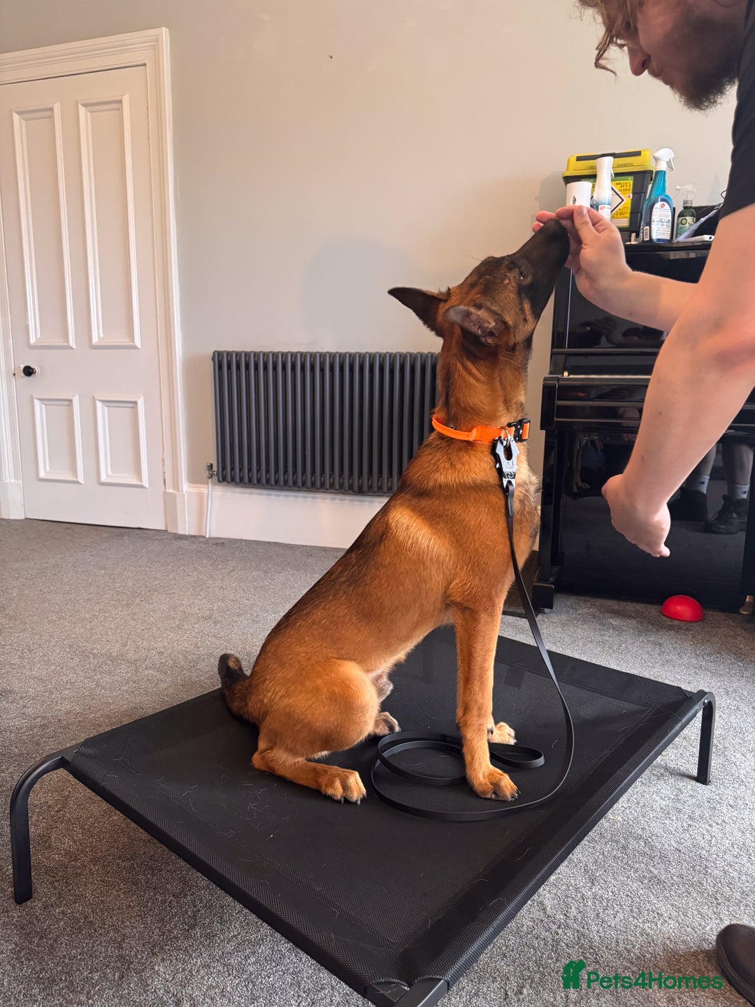 Belgian Shepherd Dog dogs for sale: Kairo - Urgent Rehome - Image 25