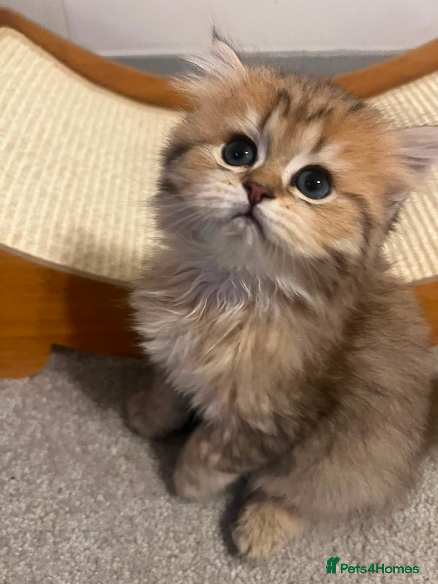 British Longhair cats ✨ STUNNING BRITISH LONGHAIR KITTENS – 5 AVAILABLE✨ - Advert 5