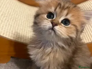 British Longhair cats ✨ STUNNING BRITISH LONGHAIR KITTENS – 5 AVAILABLE✨ - Advert 5