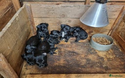 Jackapoo dogs for sale: Jackapoo puppies - Image 5