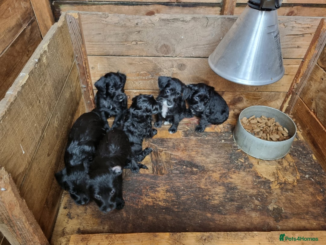 Jackapoo dogs for sale: Jackapoo puppies - Image 5