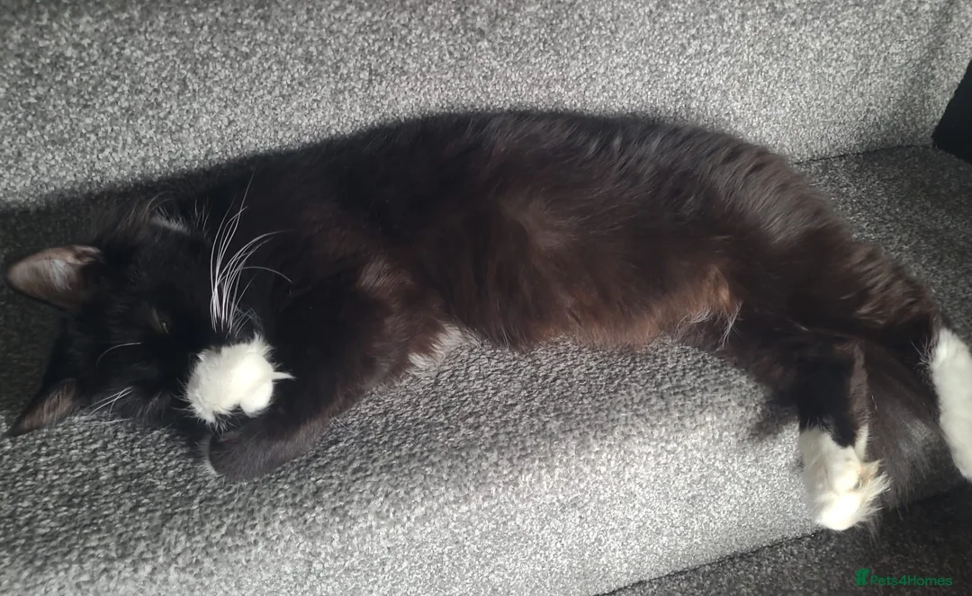 Mixed Breed cats for sale: 4 Gorgeous kittens for sale! in Gateshead - Advert 1