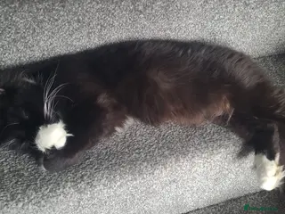 Mixed Breed cats 4 Gorgeous kittens for sale! in Gateshead - Advert 4