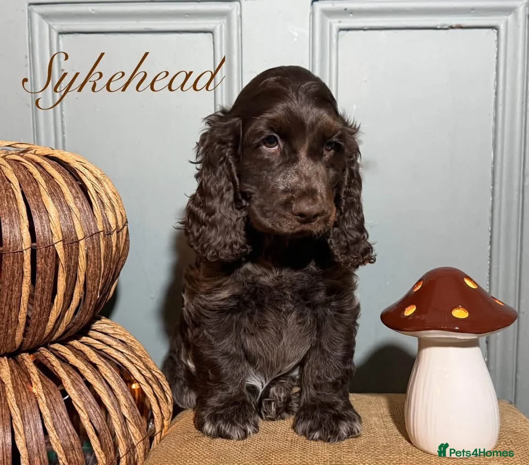 Cocker Spaniel dogs for sale: Stunning show cocker spaniel girls  - Advert 3