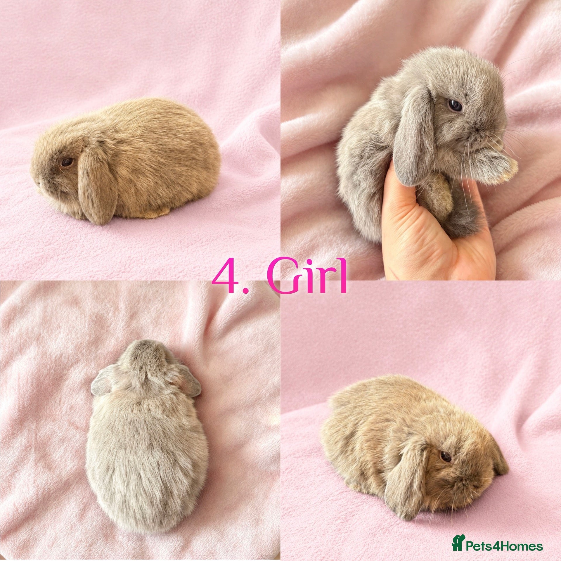 Mini Lop rabbits Baby Mini Lops Ready from 18/10 - Advert 2