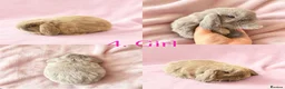 Mini Lop rabbits for sale: Baby Mini Lops Ready from 18/10 - Advert 2