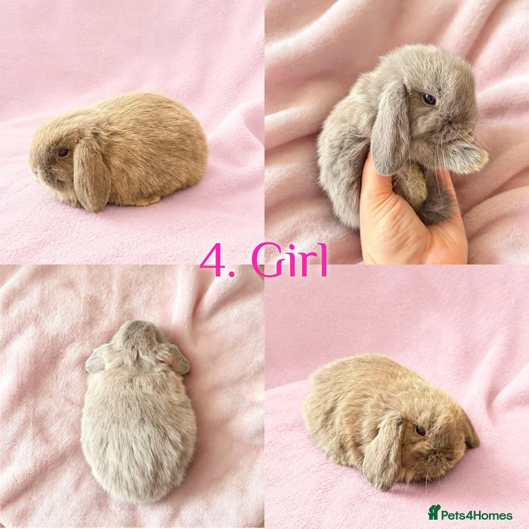 Mini Lop rabbits for sale: Baby Mini Lops Ready from 18/10 - Advert 2