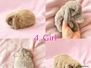 Mini Lop rabbits Baby Mini Lops Ready from 18/10 - Advert 3