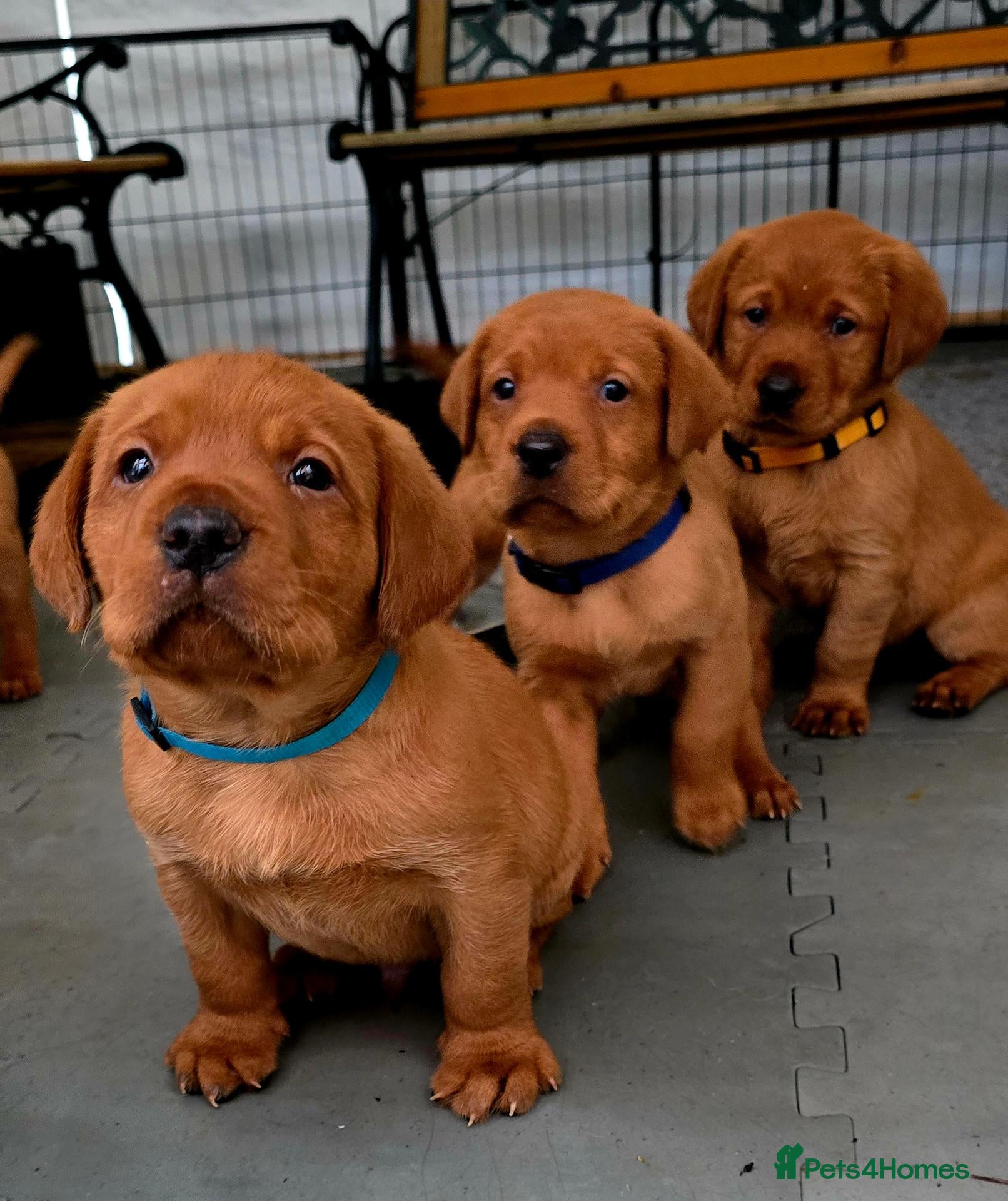 Labrador Retriever dogs for sale: Stunning litter of Fox Red Labrador Retrievers  - Advert 1